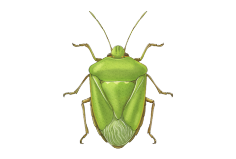 Insetos