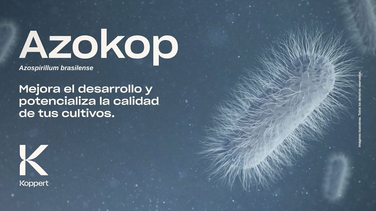 Azokop (Azospirillum brasilense) | Mejora el desarrollo y potencializa la calidad de tus cultivos