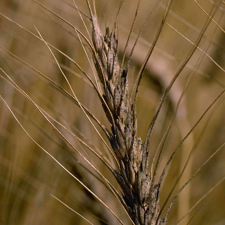 Damage on wheat caused by headblight Gibberella zeae (Fusarium)
