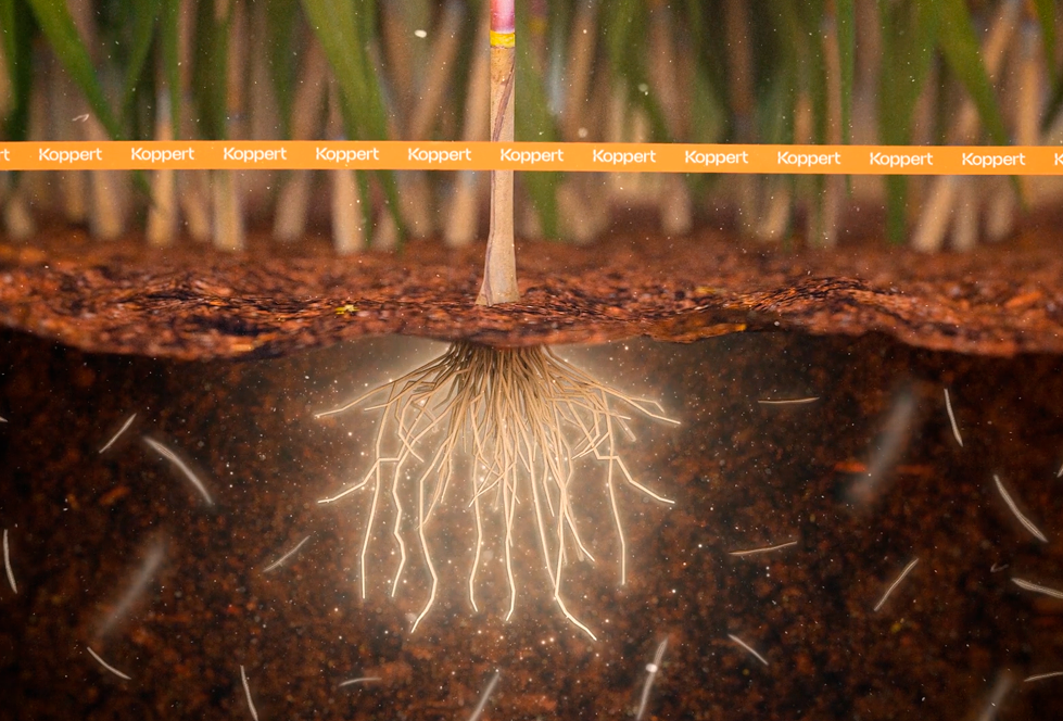 Boneville: Tecnologia e proteção para as raízes contra o ataque de nematoides