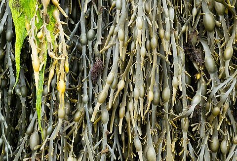 Koppert e Acadian Plant Health firmam parceria comercial no Brasil com  meta de vender R$ 50 milhões nesta safra