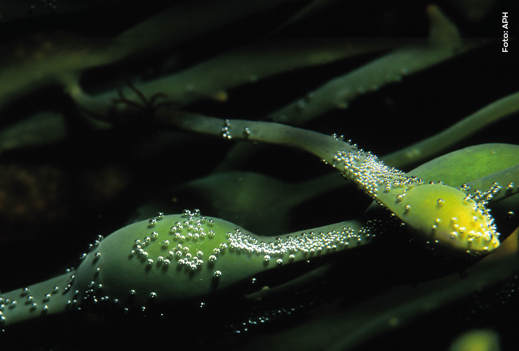 Manejo de pré-seca com o uso do bioativador Ascophyllum nodosum
