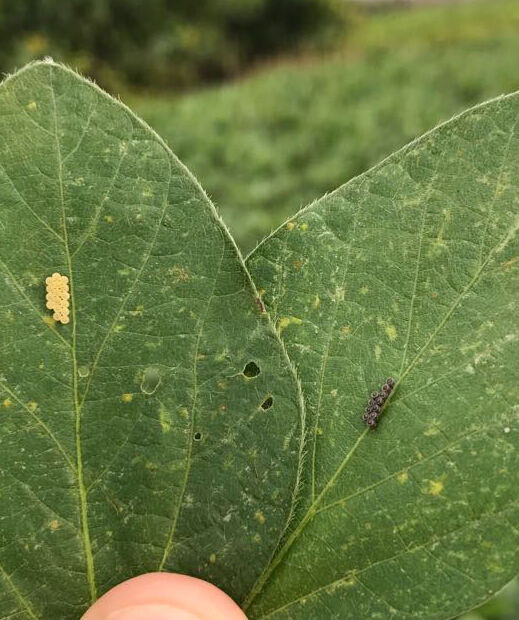 Eggs of Neotropical brown stink bug Euschistus heros