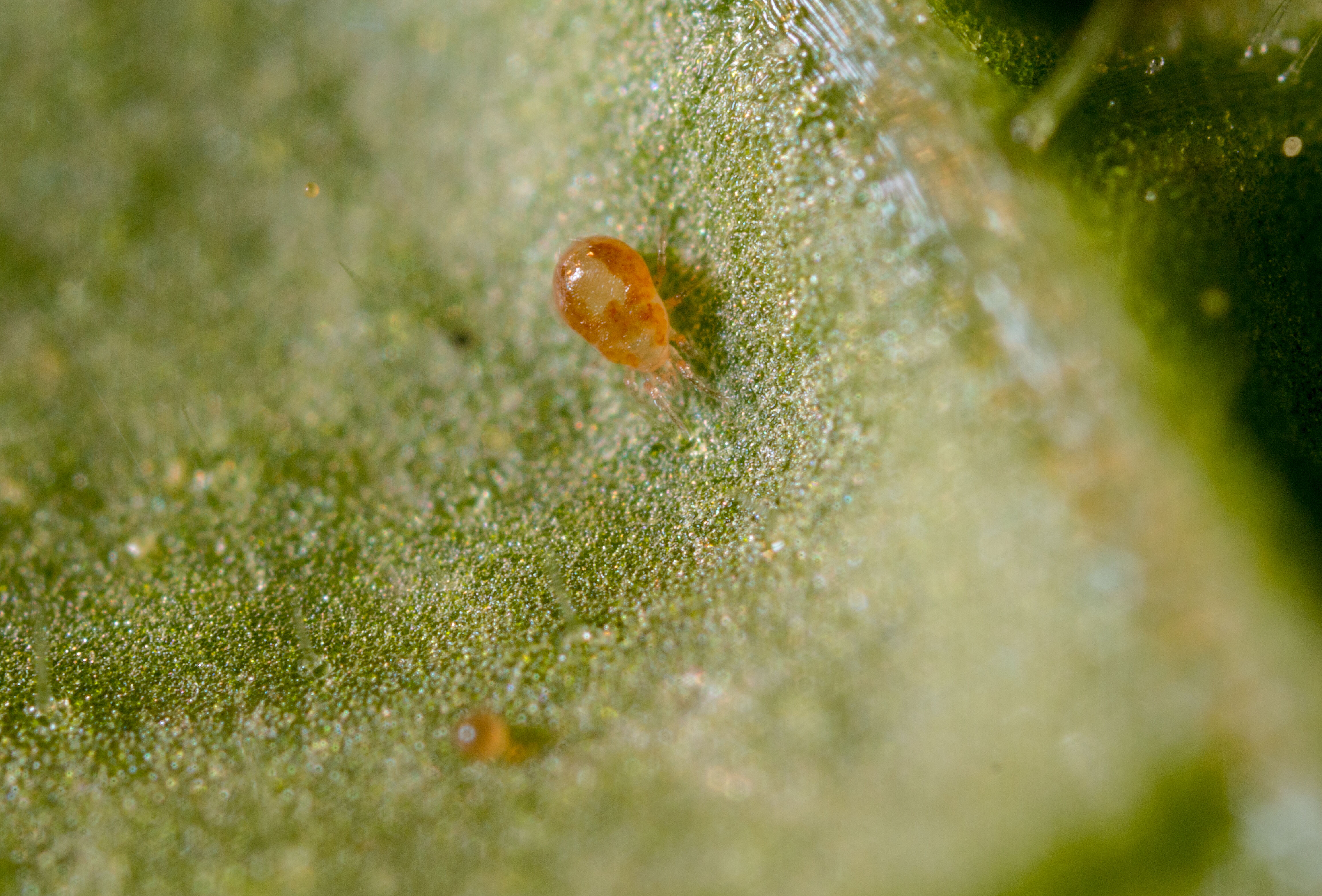 Spical-C | Ácaros predadores (Neoseiulus californicus)