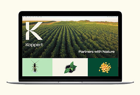 Sites da Koppert Argentina e Paraguai foram finalizados