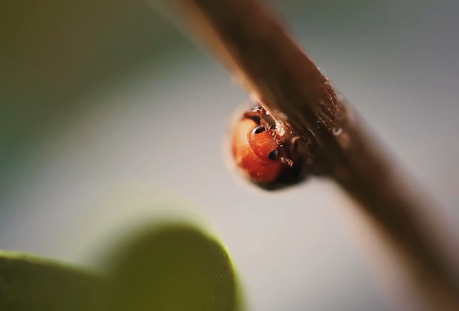 Trabalhamos para agricultores