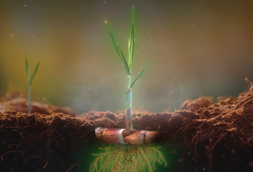 Roadster (Ascophyllum nodosum): Mais vigor, produtividade e qualidade para as plantas