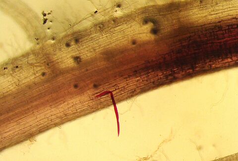 Nematoides das lesões radiculares