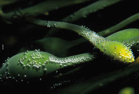 Acadian (Ascophyllum nodosum): Mais vigor, produtividade e qualidade para as plantas