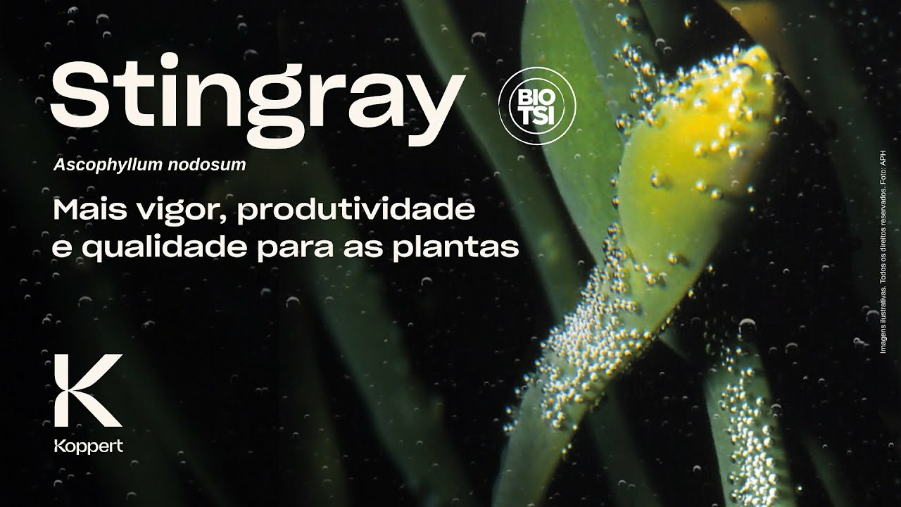 Stingray (Ascophyllum nodosum): Mais vigor, produtividade e qualidade para as plantas