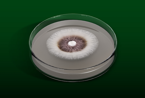 Com tecnologia avançada, Octane é poderoso inseticida microbiológico para a Cigarrinha-do-milho