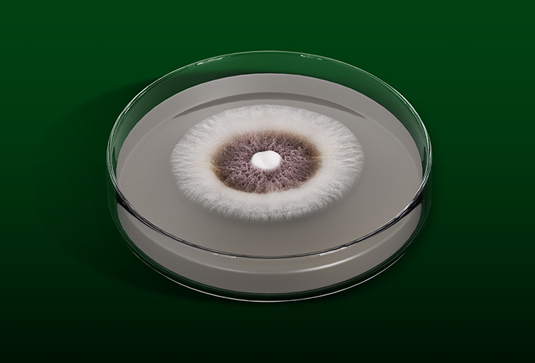 Com tecnologia avançada, Octane é poderoso inseticida microbiológico para a Cigarrinha-do-milho