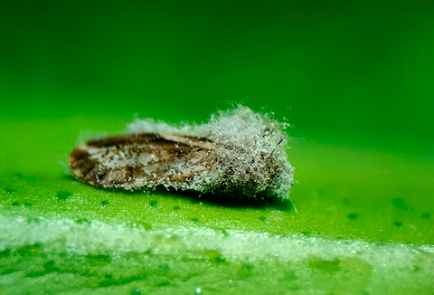 Controle biológico com Cordyceps (Isaria)