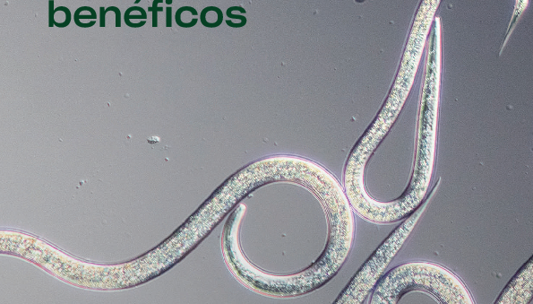 Perguntas frequentes nematoides