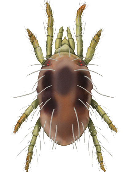 Tetranychus urticae adult female
