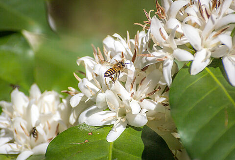 AgroBee é a segunda startup residente do Gazebo