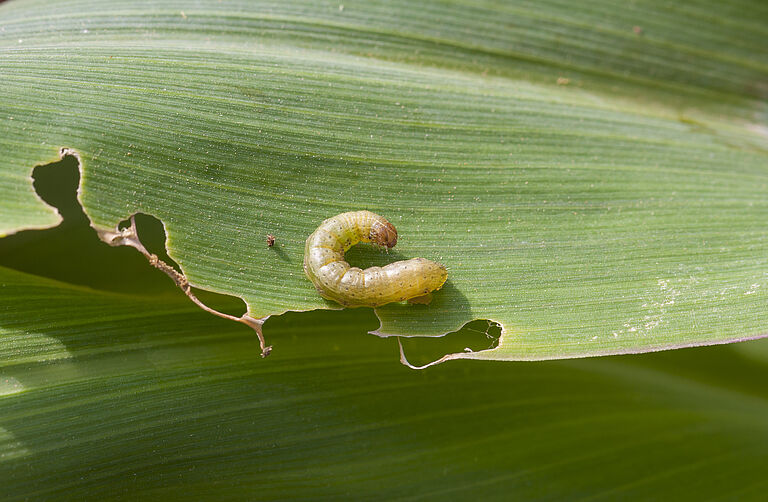 Larva of the Fall armyworm Spodoptera frugiperda