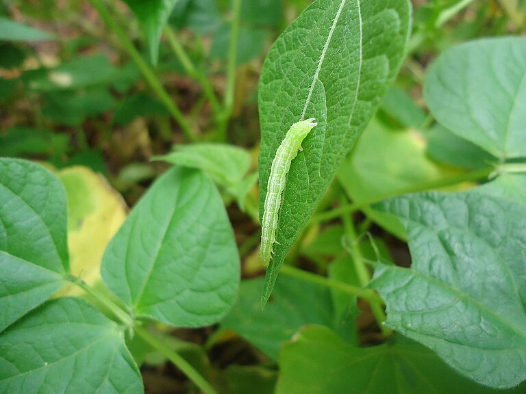 Soybean looper Chrysodeixis includens Larva