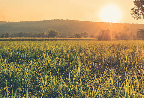 Plantio com insumos biológicos promove maior crescimento radicular e longevidade nos canaviais