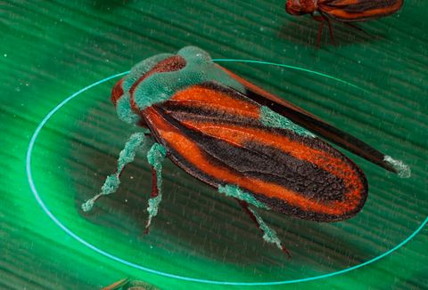 Metarril (Metarhizium anisopliae E9): Dose certa no controle da cigarrinha-da-raiz