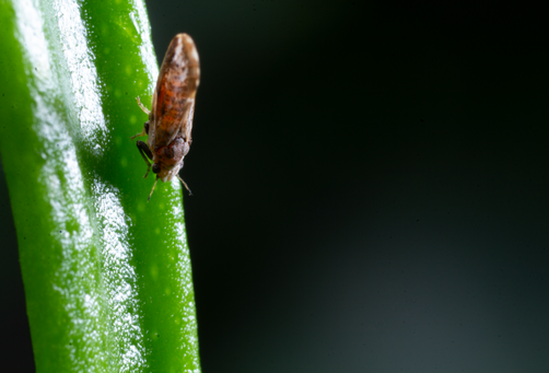 Bioinseticida é a melhor alternativa para controle do vetor do greening