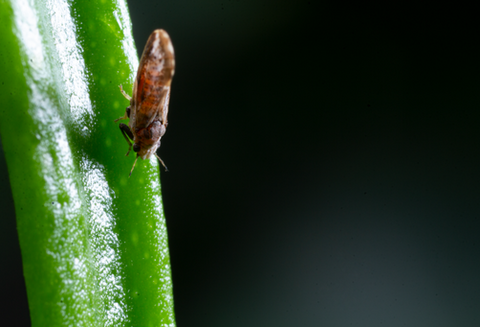 Bioinseticida é a melhor alternativa para controle do vetor do greening