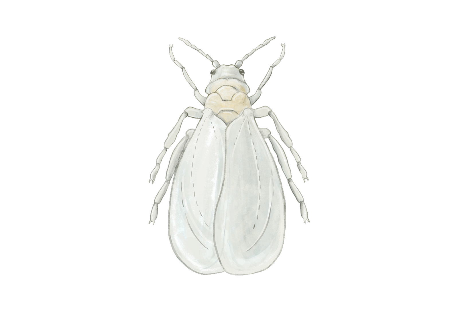 Moscabranca Biocontrole, danos e ciclo de