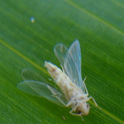 Maize leafhopper Dalbulis maidis infected by Octane