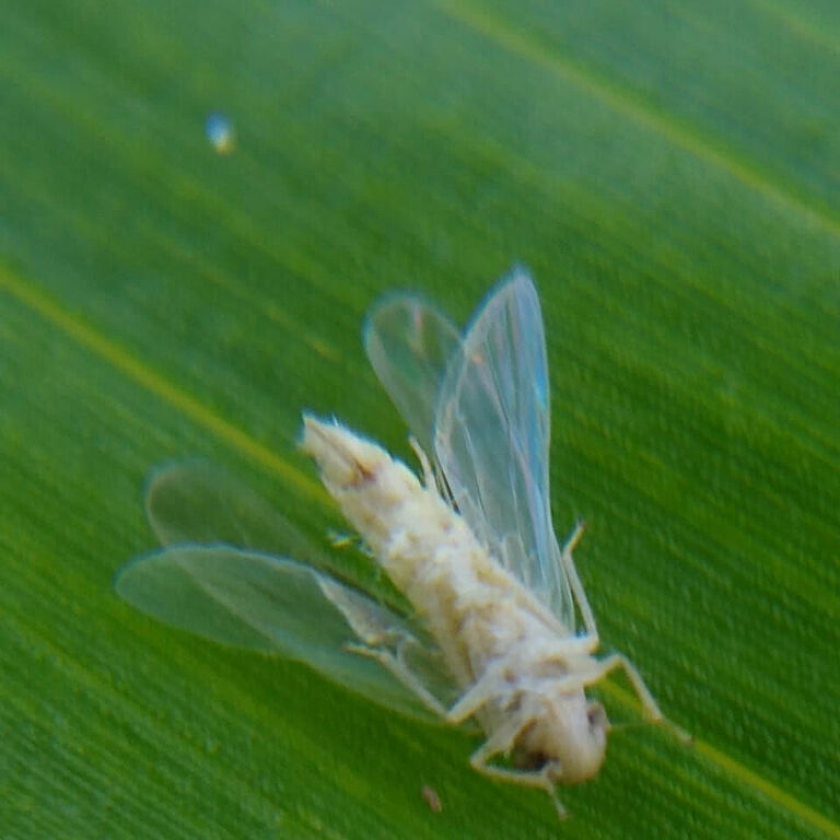 Maize leafhopper Dalbulis maidis infected by Octane
