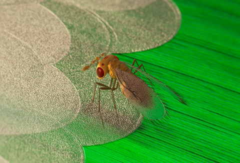 Galloibug (Trichogramma galloi): Tecnologia exclusiva no controle da Broca da cana-de-açúcar