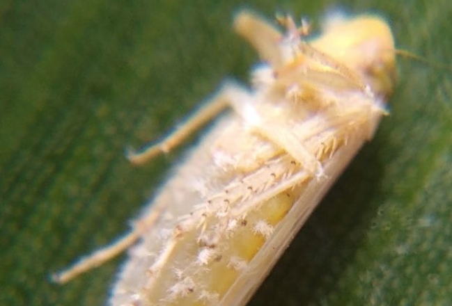 Inseticida biológico tem eficiência de até 85% no controle da cigarrinha-do-milho