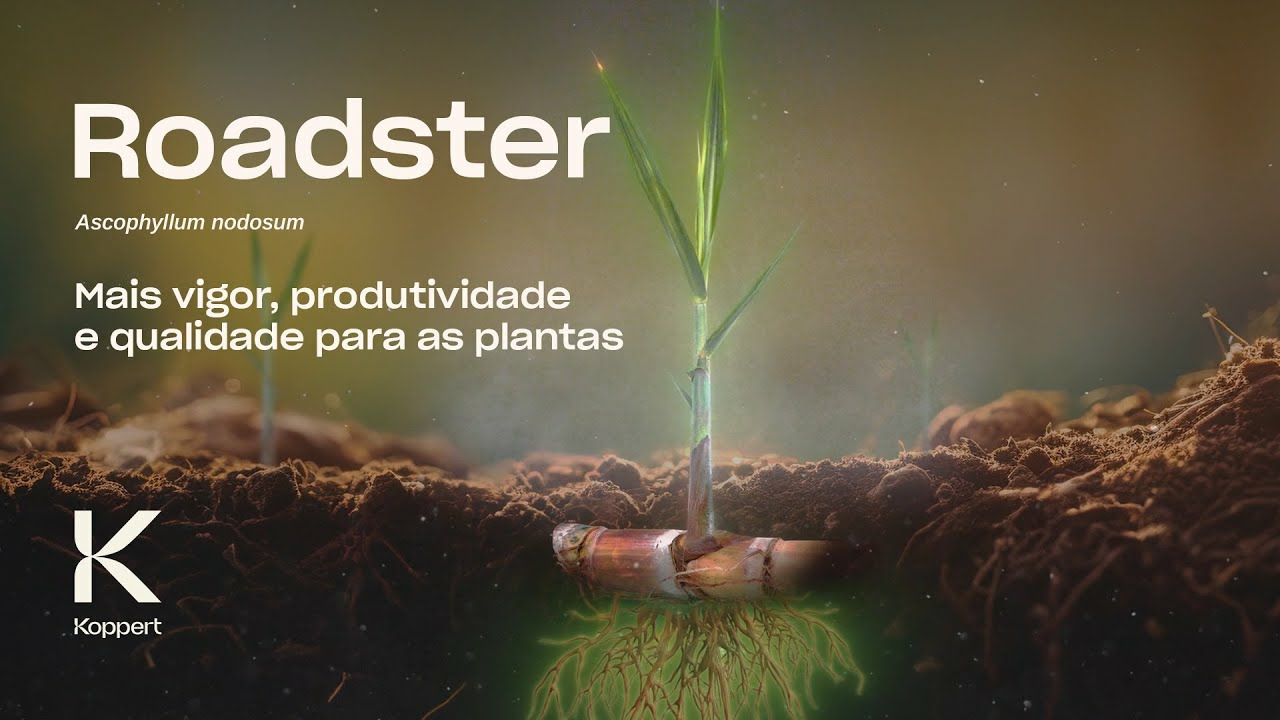 Roadster (Ascophyllum nodosum): Mais vigor, produtividade e qualidade para as plantas