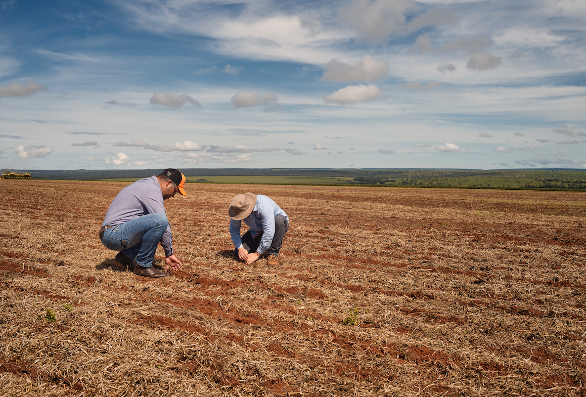 Controle Biológico na visão dos parceiros Koppert