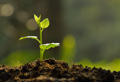 Louis Dreyfus Company fecha parceria com a Koppert Biological Systems para comercializar biodefensivos