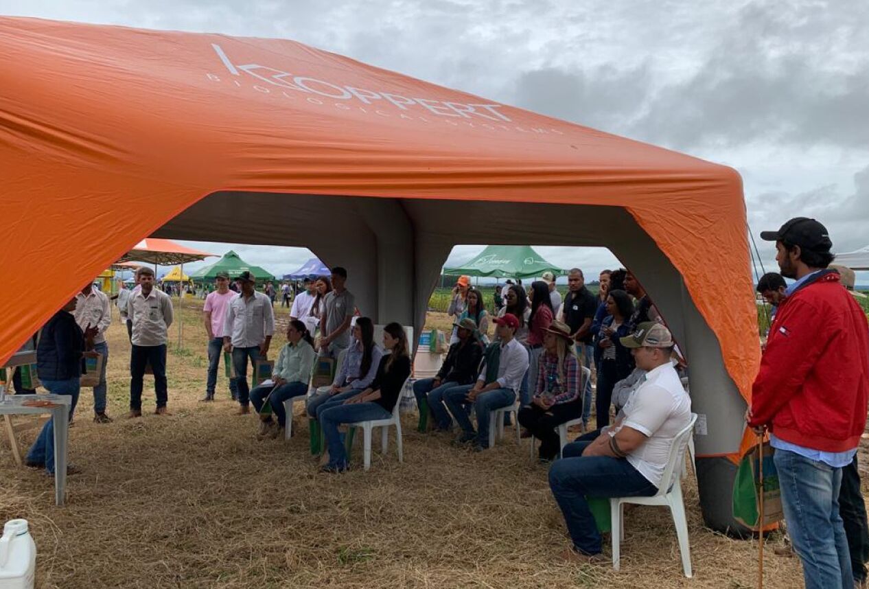 Competição de Cultivares de soja