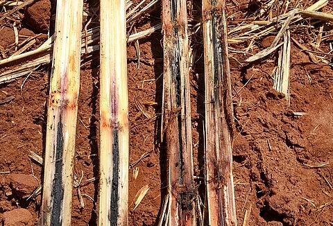 Podridão do abacaxi