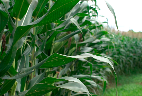Pesquisadores Koppert tem artigos publicados no Scientific Reports da Nature
