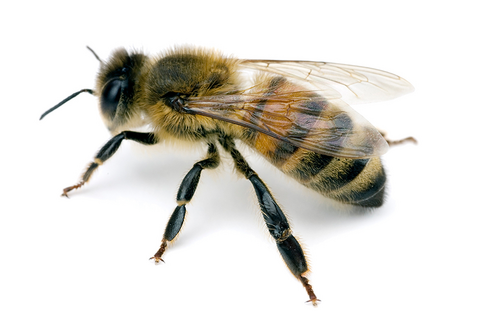 AgroBee recebe primeiro aporte do Fundo Gazebo, de R$ 1 milhão