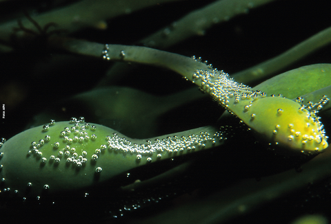 Bioativadores à base de algas Ascophyllum nodosum auxiliam as plantas a tolerar o calor excessivo e as variações climáticas