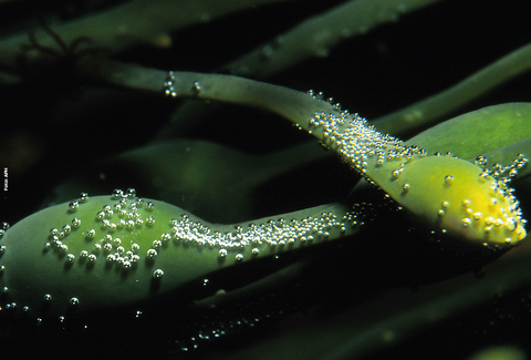 Bioativadores à base de algas Ascophyllum nodosum auxiliam as plantas a tolerar o calor excessivo e as variações climáticas