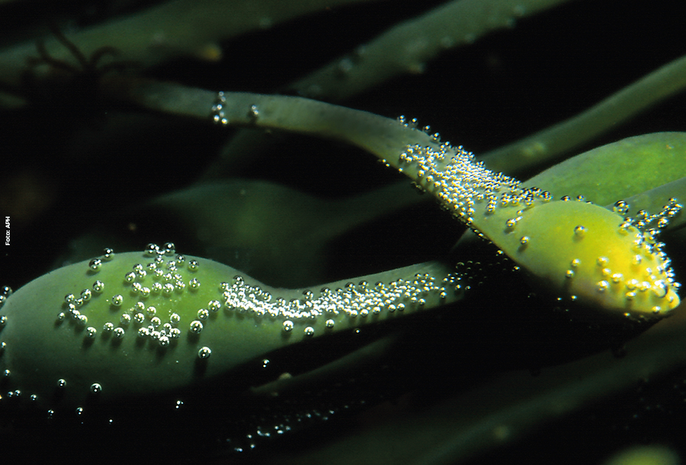Bioativadores à base de algas Ascophyllum nodosum auxiliam as plantas a tolerar o calor excessivo e as variações climáticas