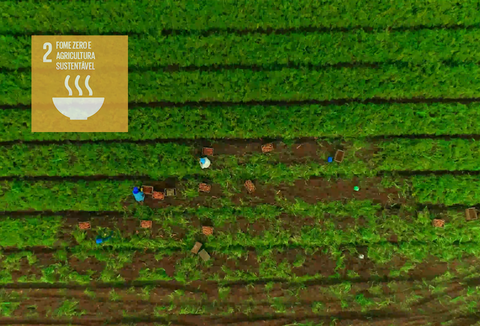 Combatendo a perda e o desperdício de alimentos: Tomando medidas para transformar sistemas alimentares