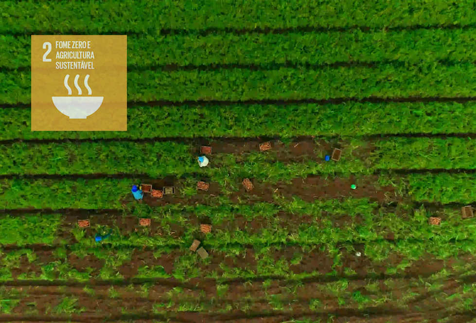 Combatendo a perda e o desperdício de alimentos: Tomando medidas para transformar sistemas alimentares