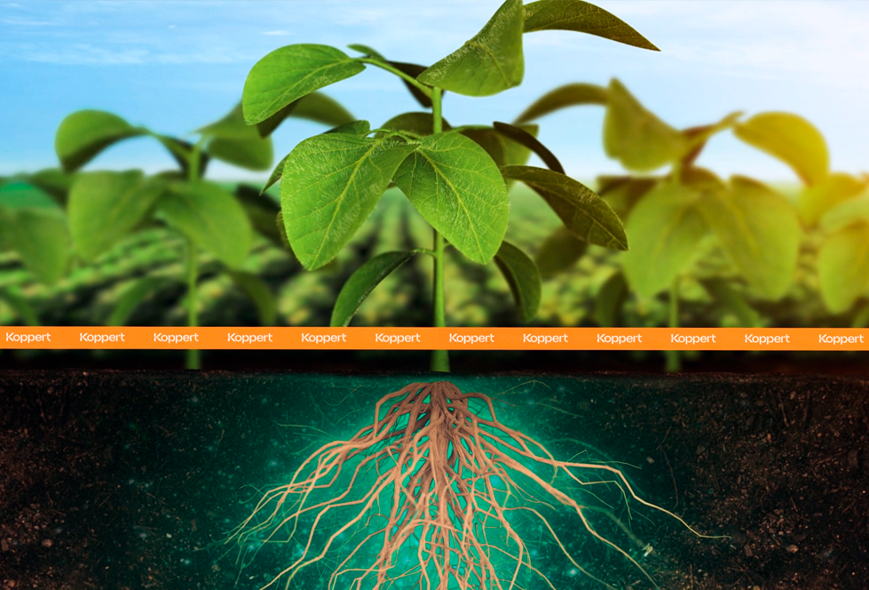 Trianum DS: Dupla proteção para as sementes