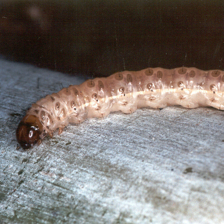 Larva of sugarcane stalk borer Diatraea saccharalis