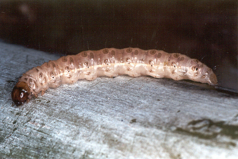 Larva of sugarcane stalk borer Diatraea saccharalis