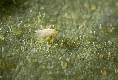 Tobacco whitefly