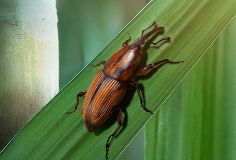 Corvair (Beauveria bassiana IBCB 66): Proteção eficaz e sustentável no controle do bicudo da cana-de-açúcar