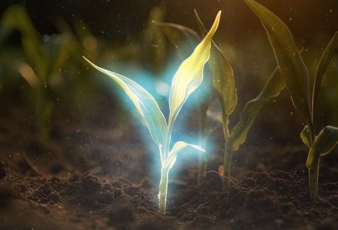 Azokop (Azospirillum brasilense): O inoculante ideal para as lavouras de milho