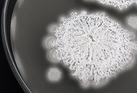 Veraneio: Tecnologia e proteção para as raízes contra o ataque de nematoides